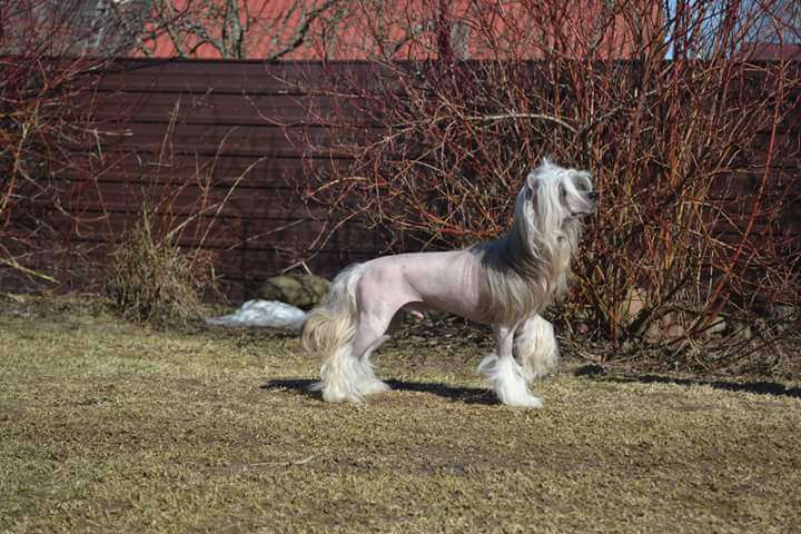 Bizarro Lilla Bruno for Landkris