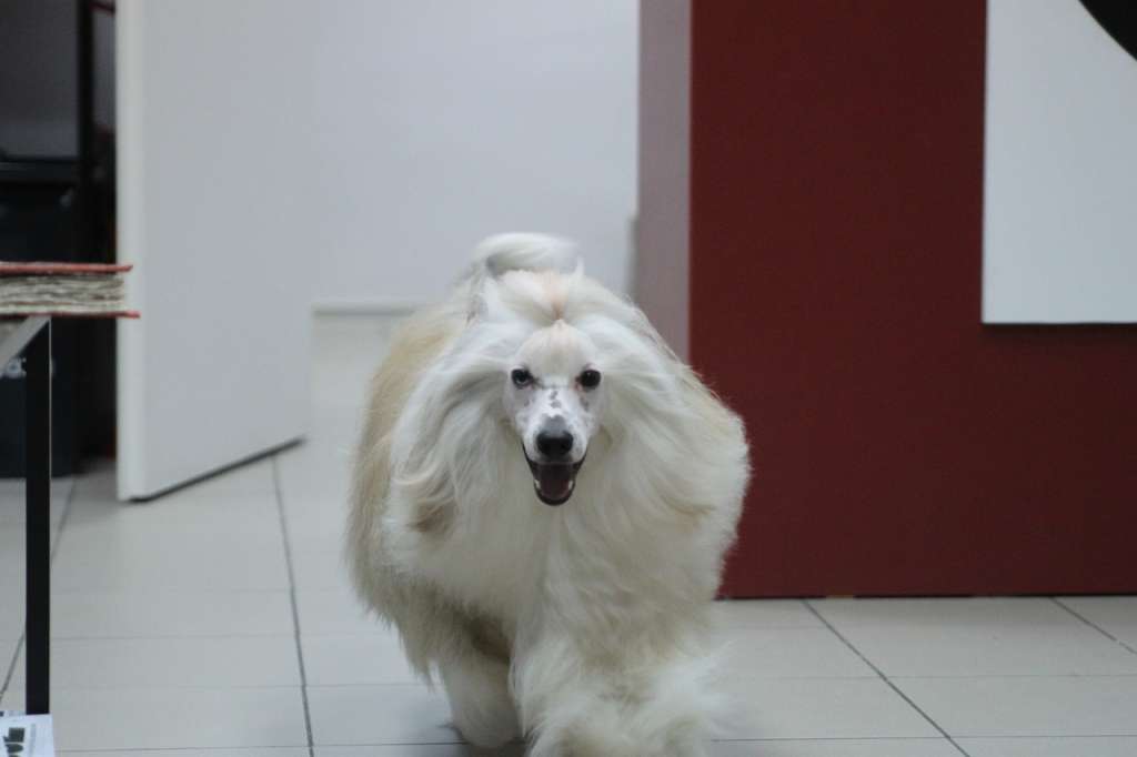 Blanche de Bruxelles