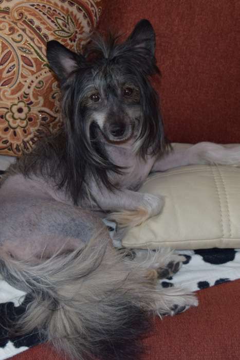 Status Imperial Orion King Star