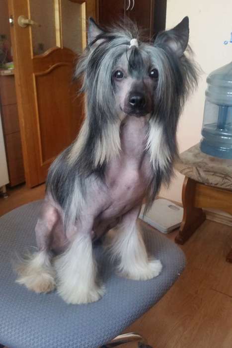 Status Imperial Odin God of Victory