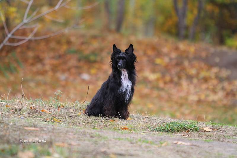 Status Imperial Oriana Golden Soul