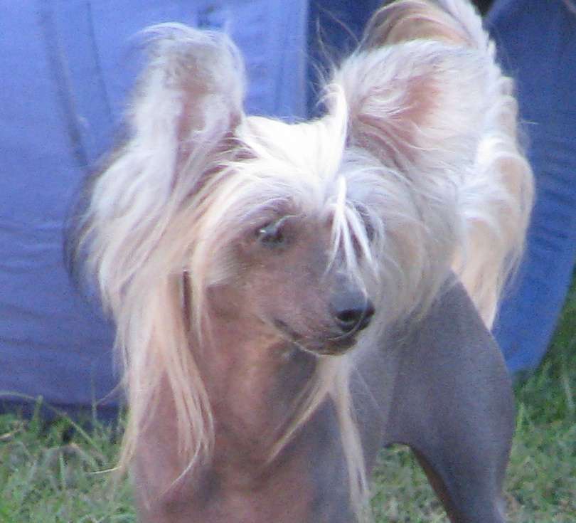 Orsa Exotic World FCI