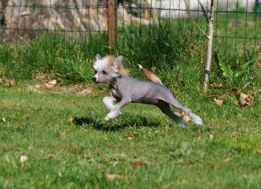 Lara Croft Little Champs