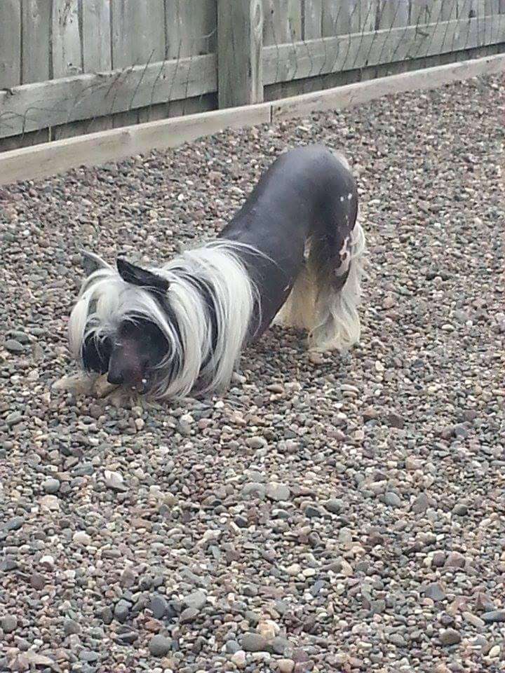 GCH Dam of Merrit Sondra Rose Wont You Be Mine Cle