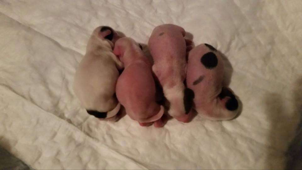 Mystic Jewel Sweet Tiffany