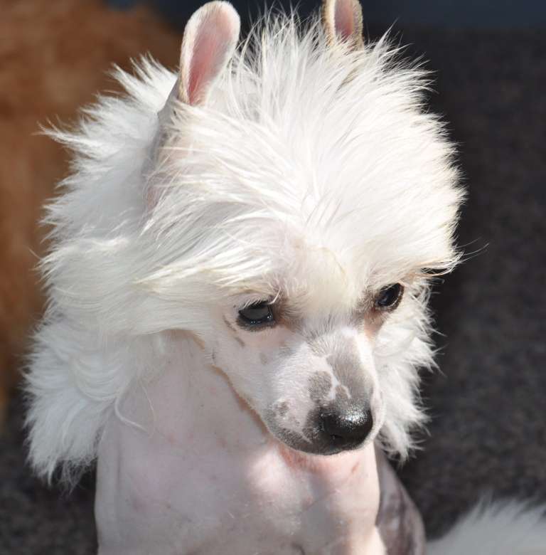 Lancôme Little Champs