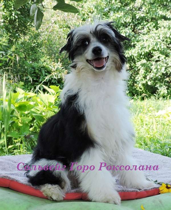 Solveig Goro Roxolana