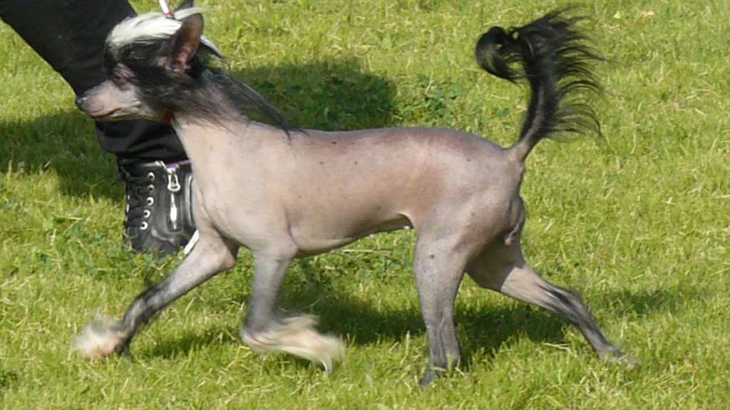 Naia Garnet Miracolo Dell'anima