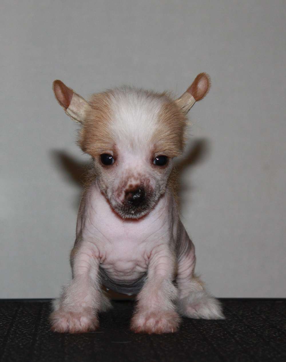 Viuvaun Oikeaa Taikaa