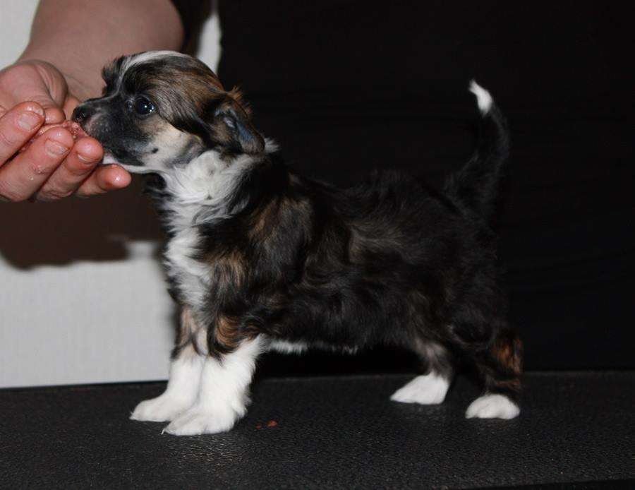 Viuvaun Wicked Wonderland