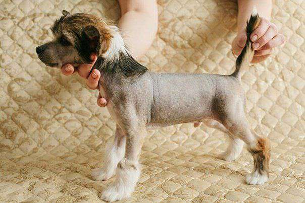 Evgrafy Bonus Westtai