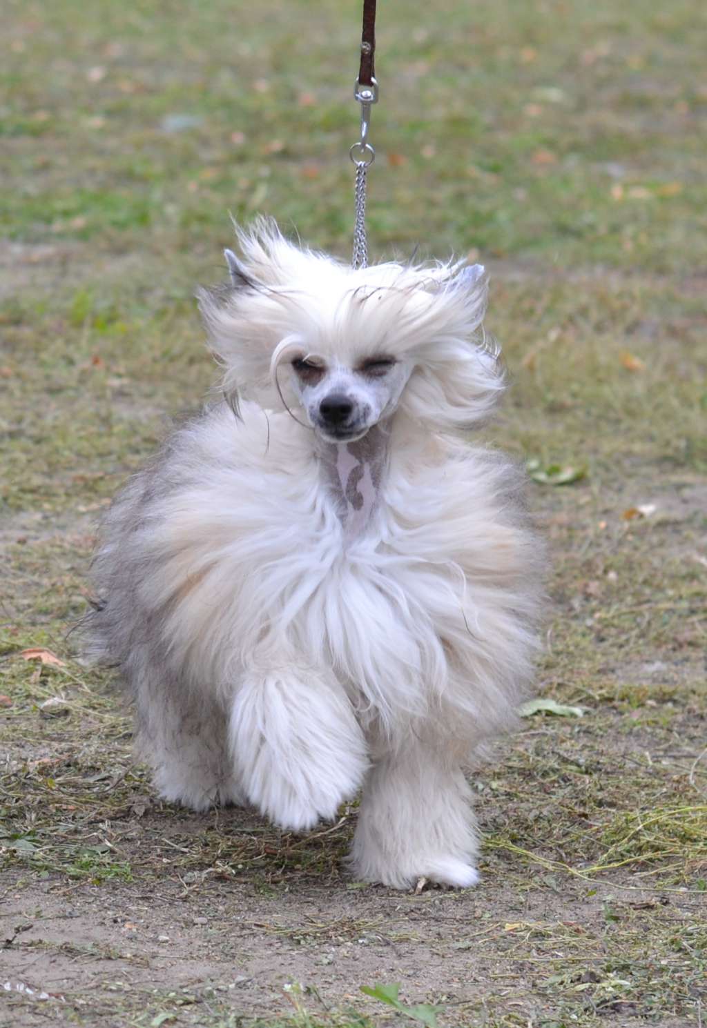 Emilia Bonus Westtai