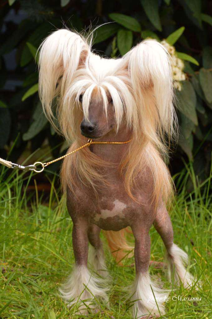 Licky Lips Cleopatra So-Soft Style