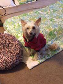 Golden Diamond Cresteds Tobias