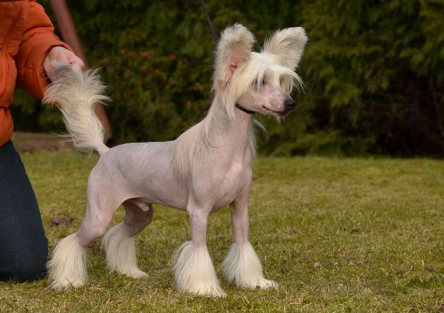 Golden Diamond Cresteds Vandam