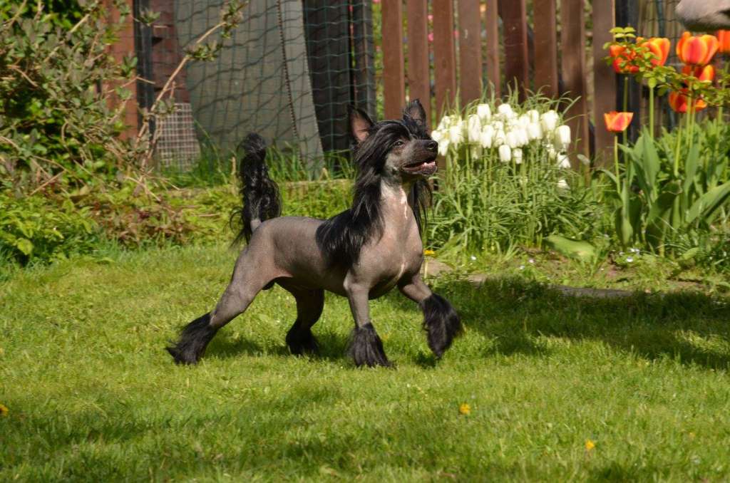 Golden Diamond Cresteds Quester