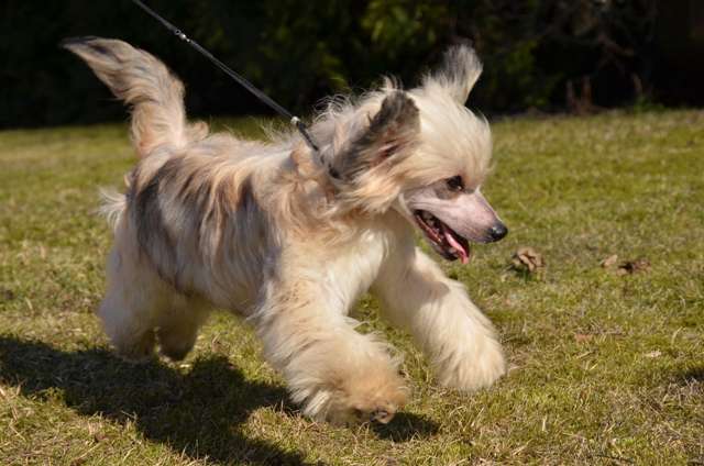 Golden Diamond Cresteds Quixsy