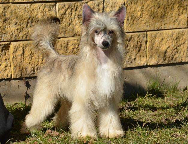 Golden Diamond Cresteds Fireball