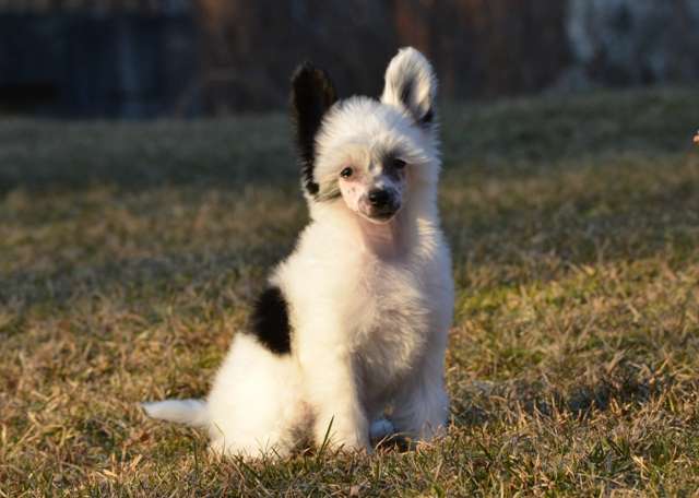 Golden Diamond Cresteds My Sunstone