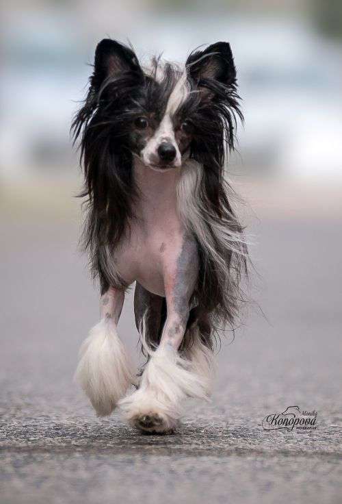 Tracey von Shinbashi