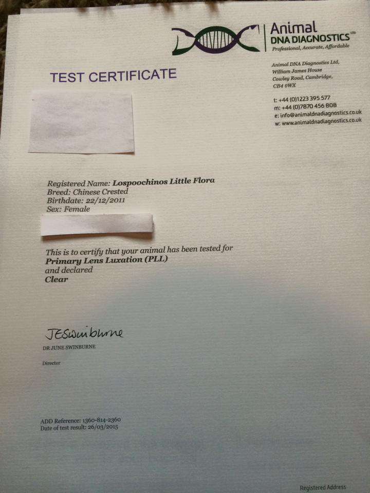 Lospoochinos little flora at Chatorufi