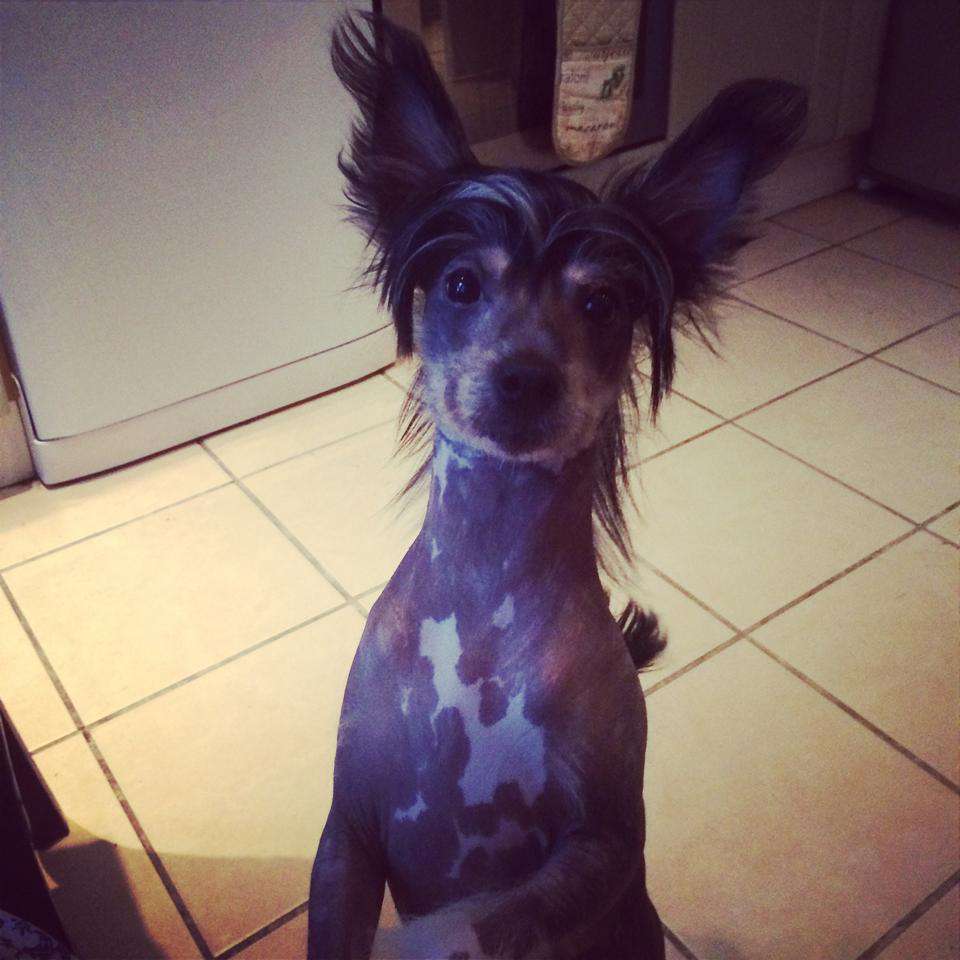 Lospoochinos smokey bandie at Chatorufi