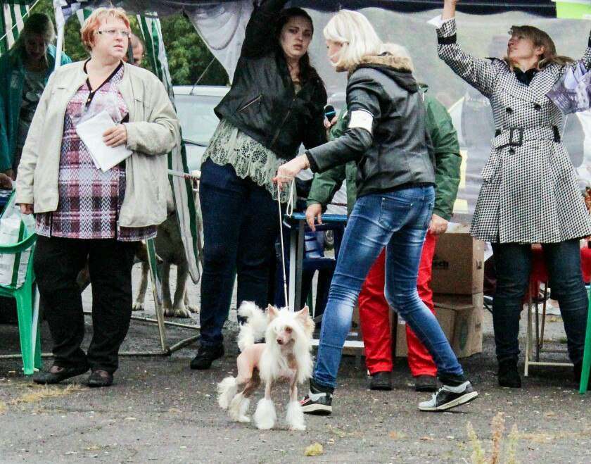 Shlyahetski Gonar Airan Sheih