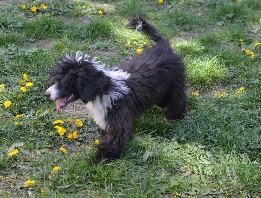 Magic of Success Queeny