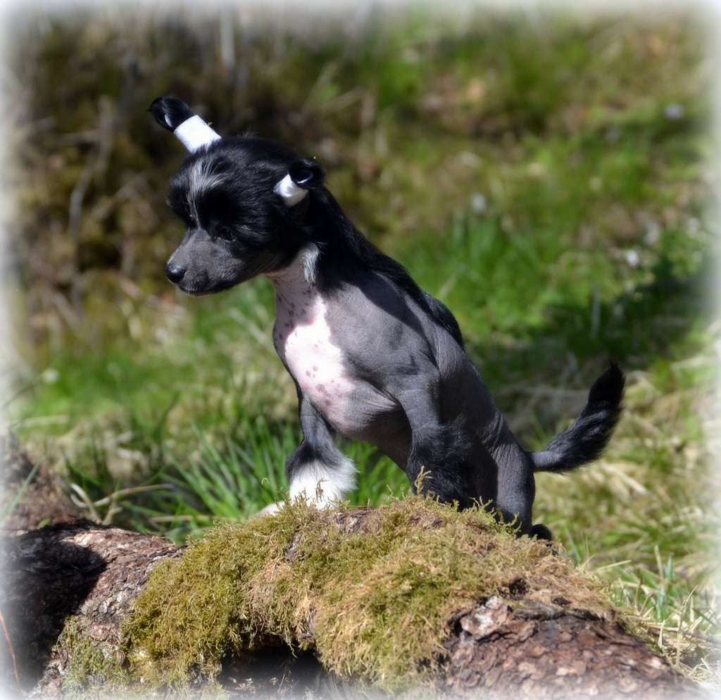 Shandor's Othello O-Divo