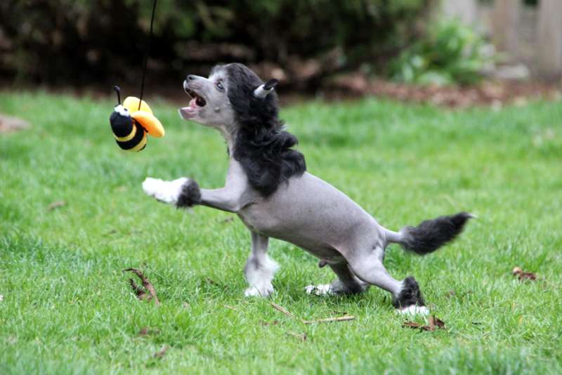 Solino's Louis McLovin