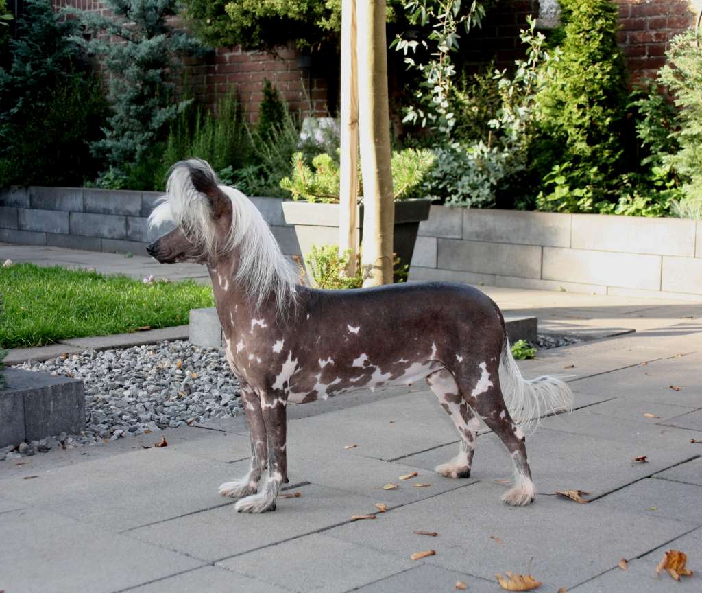 Karakush Belle Of The Bald