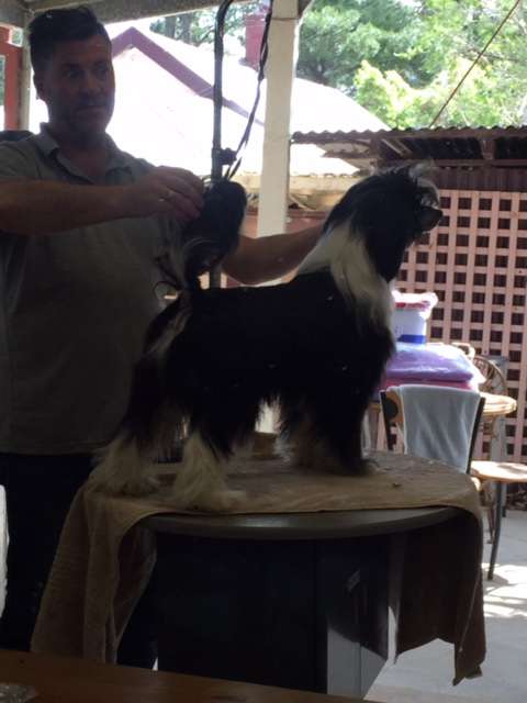 Karakush Sydney Mornin Hairald