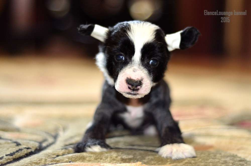 Elance Louange Med Max