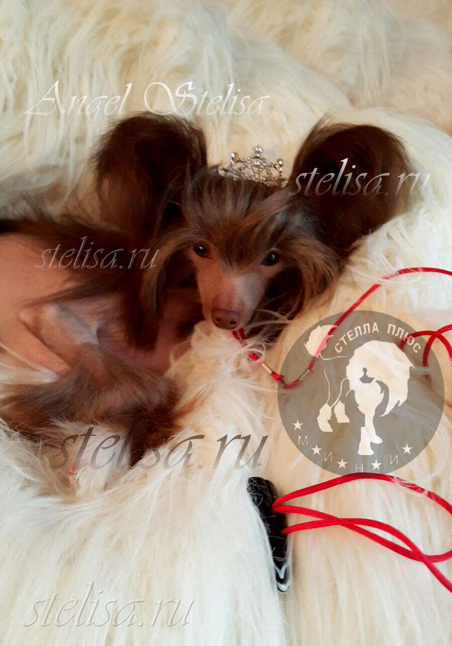 Stella Plyus Bantik  Shokoladnogo Angela