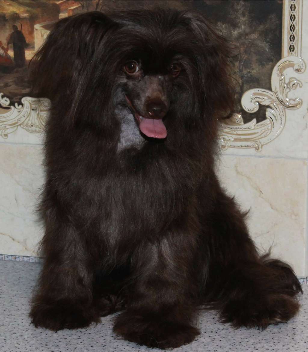 Stella Plyus Baloven v Shokolade