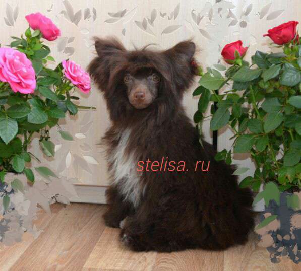 Stella Plyus Biskvit v Shokolade