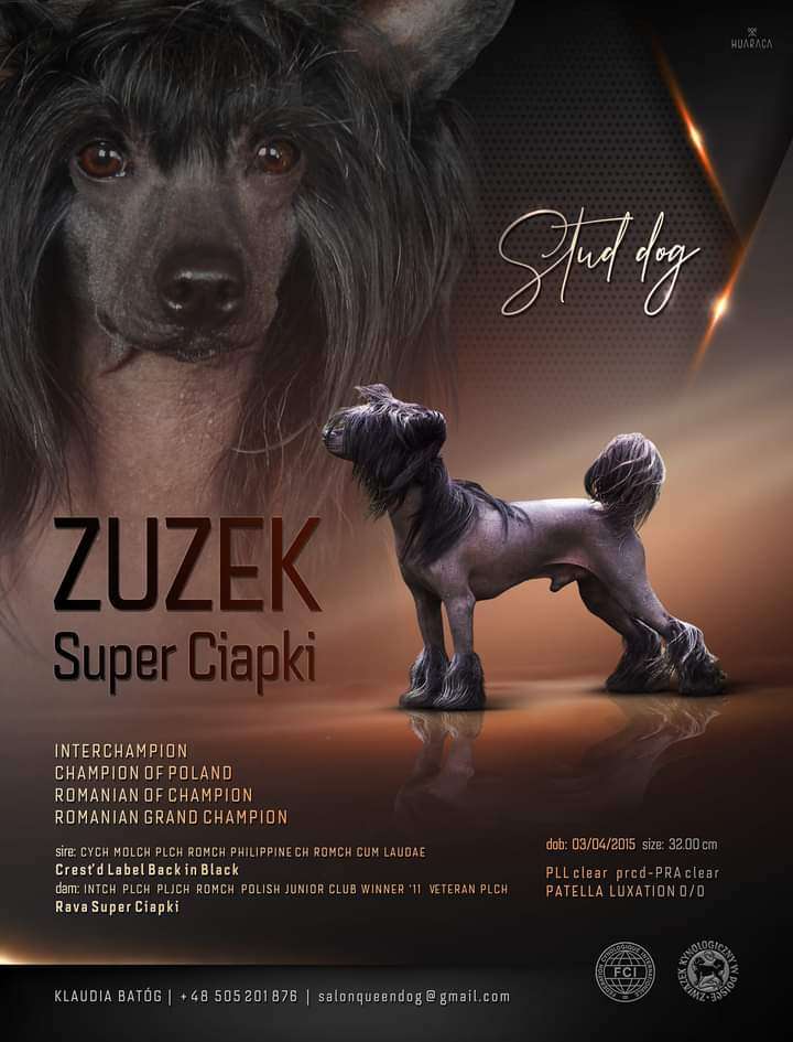 ZUZEK Super Ciapki