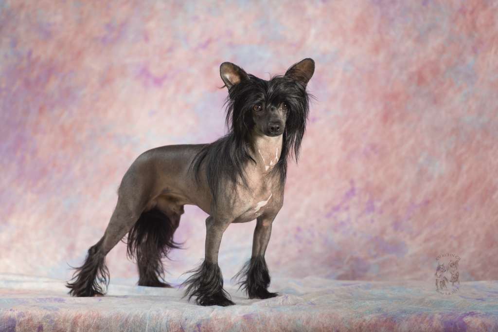 Noam Top Model De Rama