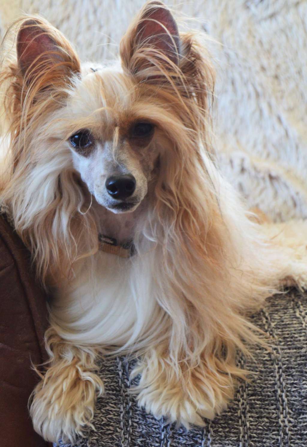 Boucheron Love Chinese Butterfly