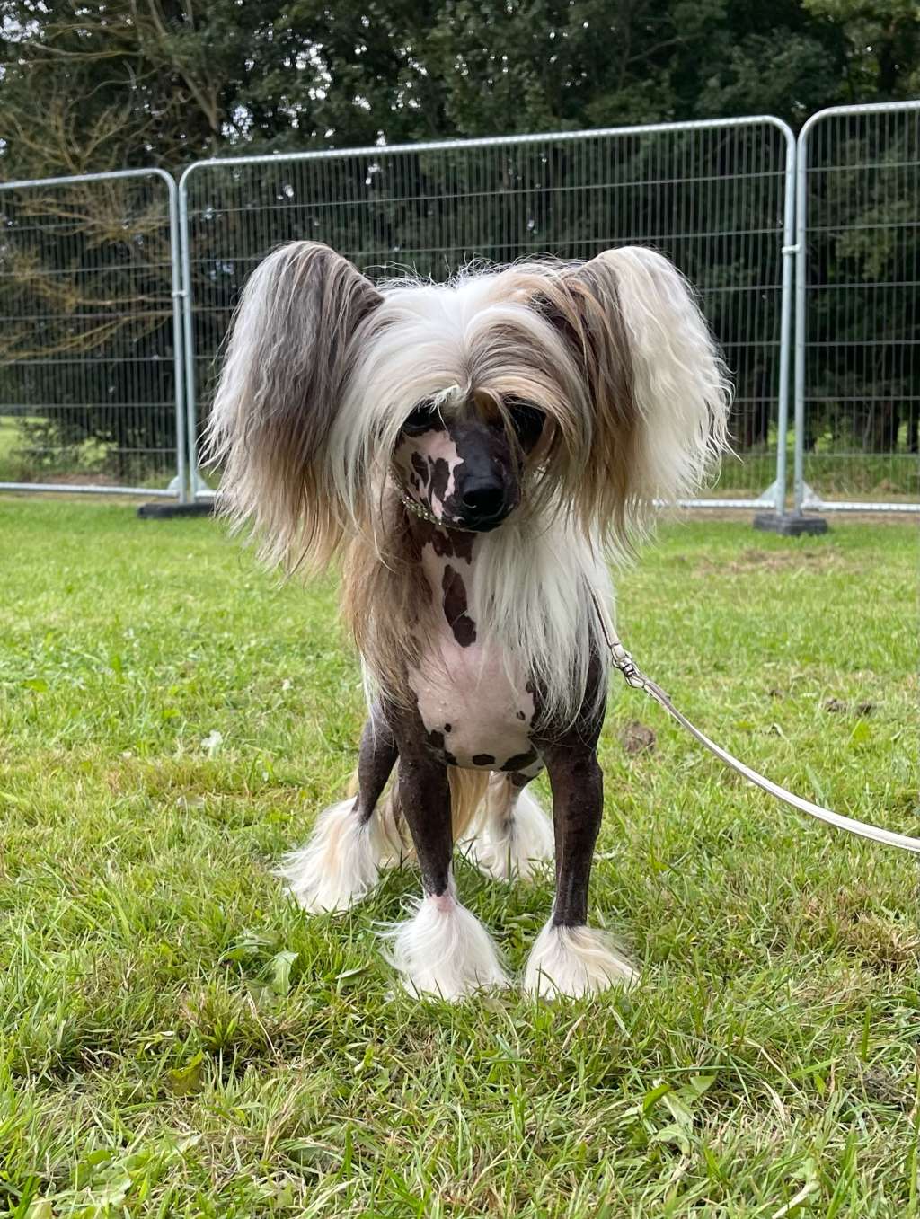 Ch Let Me Be The One of Angel's Legacy At Casacava