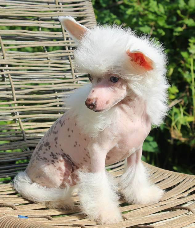 Angel O'Check Vivien Malvina.