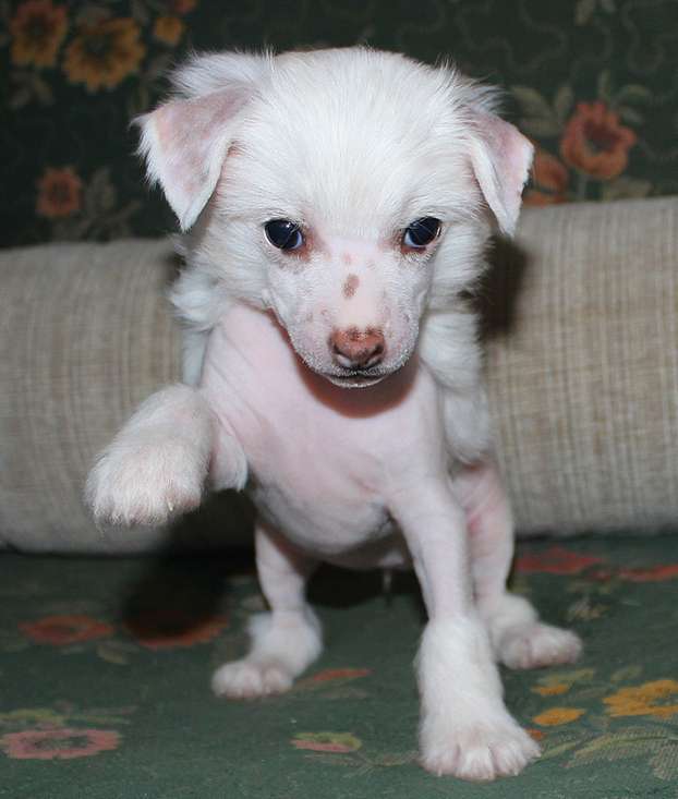 Angel O'Check Venera.