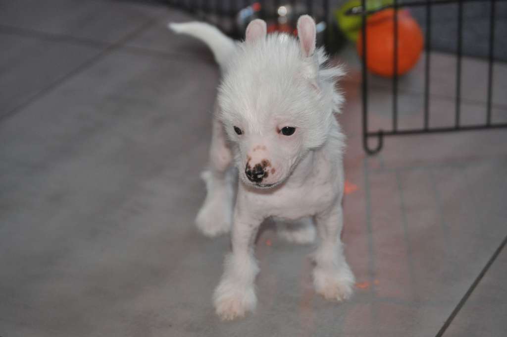 Silver Du Pré des Trolls