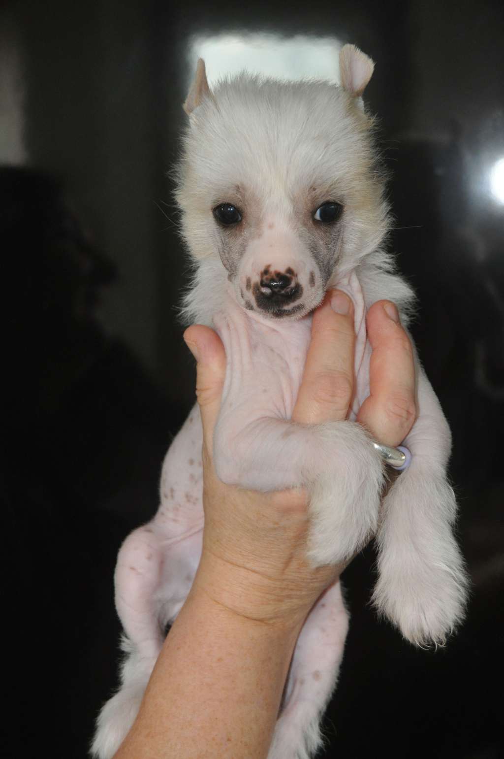 Snoopy Du Pré des Trolls (Mika)