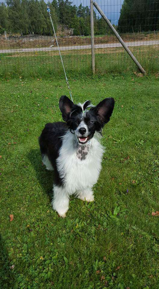 Miakoda's Dancing With Shadows