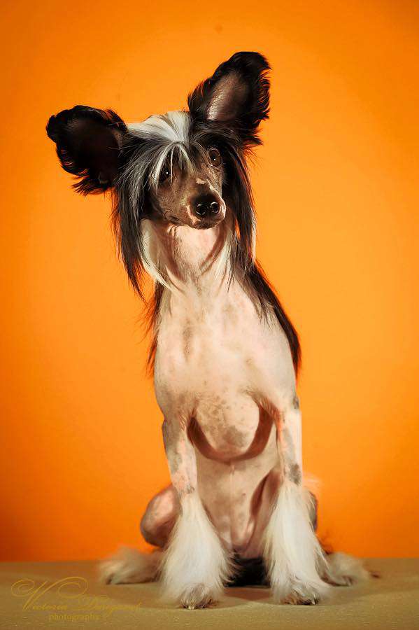 Cladary Triumph Dominicana