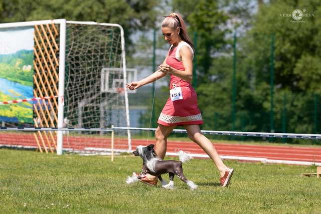 Cladary Triumph  Dael  Julie