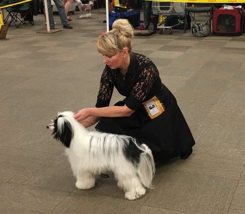 Cladary Triumph Dorian