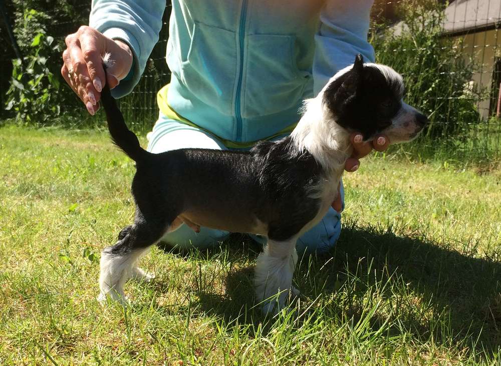 Cladary Triumph Don Juan