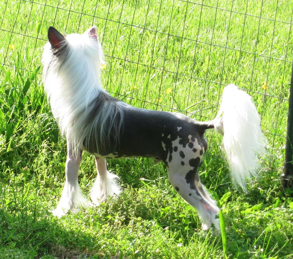 Mstical Whispering Willow